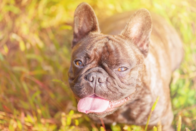 Portrait of a French brindle bulldog with black color Dog on the background of green grass