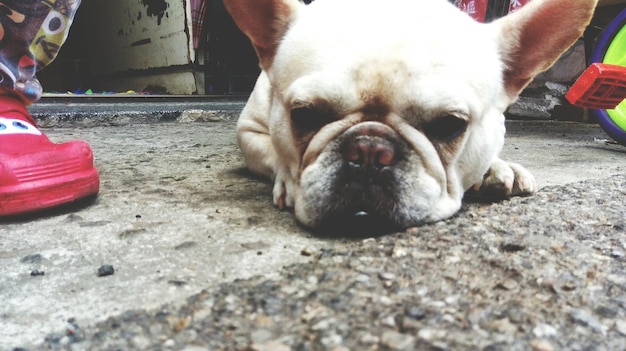 Photo portrait of french bull dog lying on footpath