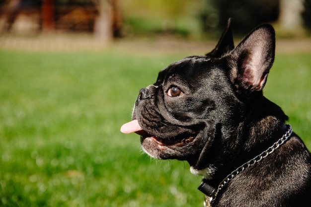 Portrait of french bulldog black dog close up