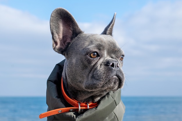 Portrait of a French Bulldog dog against the skyand sea.