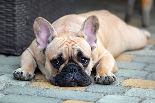 Photo portrait of a french bulldog puppy lying down...
