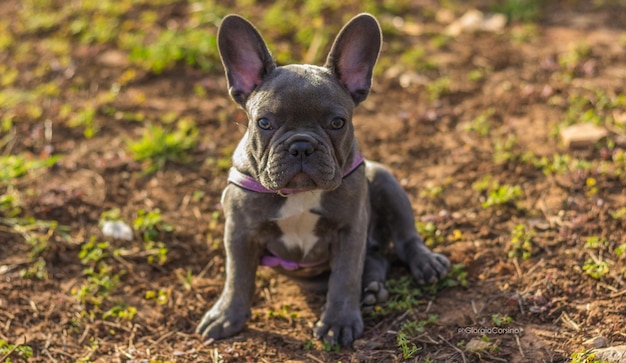 Photo portrait of french bulldog sitting on field