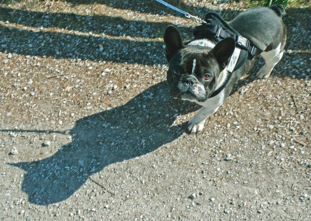 Foto ritratto di un bulldog francese in piedi sul sentiero