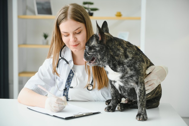 フレンチブルドッグの肖像獣医学の概念血統の犬面白い動物ミクストメディア