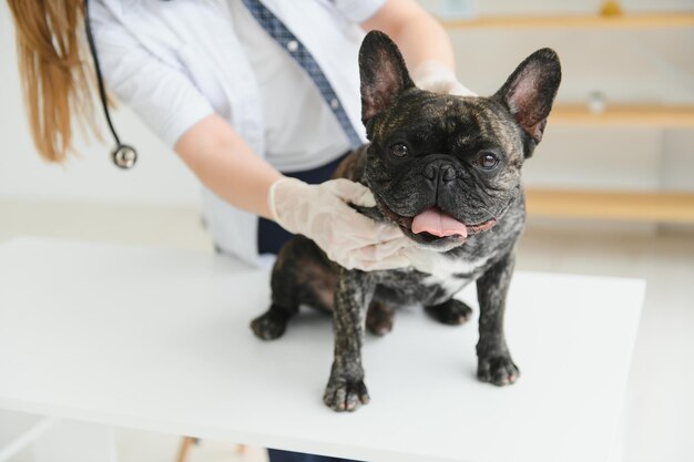Ritratto di un bulldog francese concetto di medicina veterinaria cani di razza animali divertenti