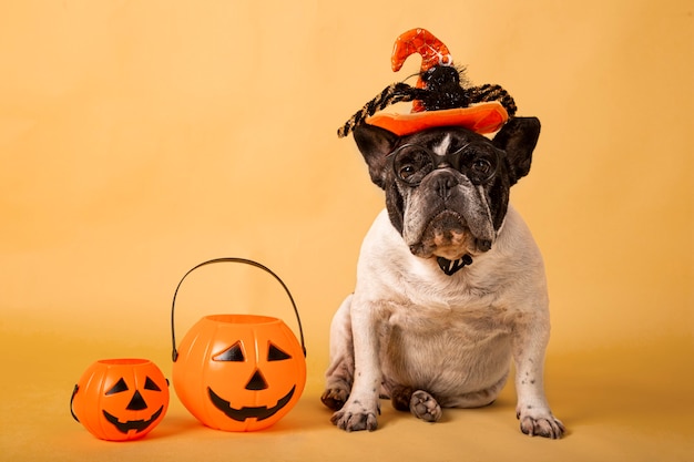 Ritratto di bulldog francese con cappello di halloween e zucca in colori pastello