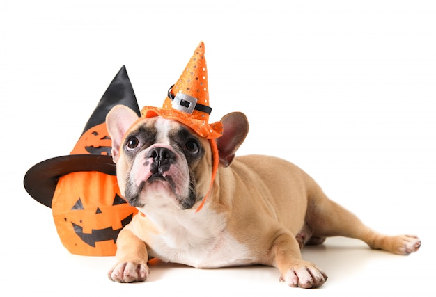 Ritratto del bulldog francese con il cappello halloween