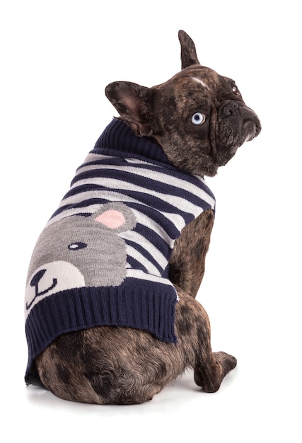 Portrait of a French Bulldog  with jumper on a white background