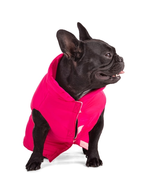 Portrait of a French Bulldog with a pink coat on a white background