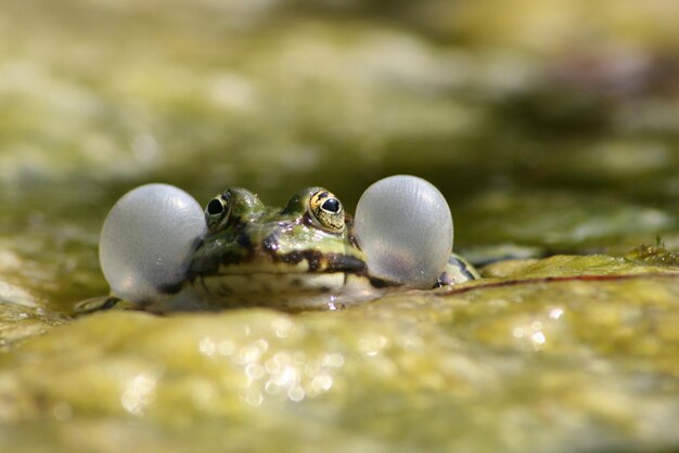 Portrait of frog on field