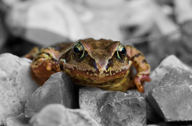 Photo portrait of frog on rocks