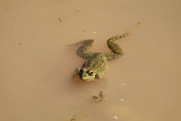 Foto ritratto di una rana che nuota in un lago sporco