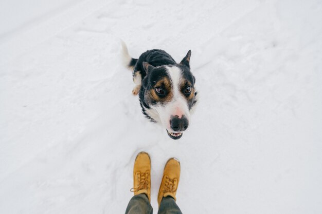 Portrait from above of kind human`s friend - faithful dog looking up at woner with funny smiling muzzle. Cute lovely puppy showing tongue and waiting for food. Happy pet in winter standing on snow.