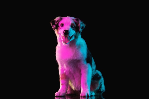 Portrait of funny active pet, cute dog Australian Shepherd posing isolated over studio wall in neon.