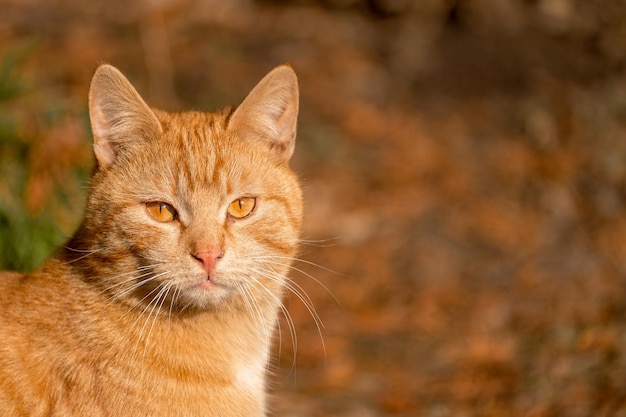 Portrait of a funny beautiful ginger fluffy cat with orange\
eyes outdoors on autumn background orange cat