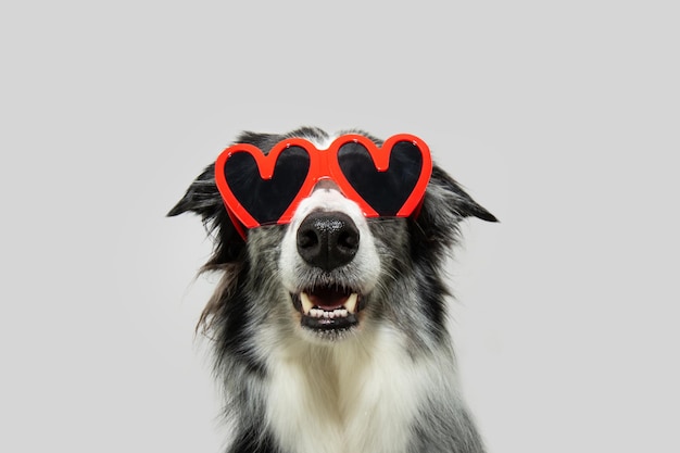 Portrait funny border collie dog celebrating valentines day Isolated on grey background