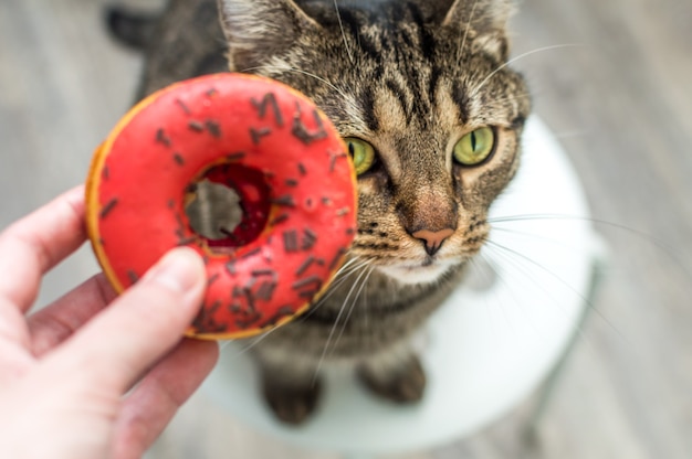 Photo portrait of funny cat with donut close-up
