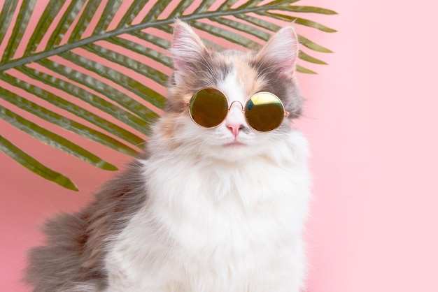 portrait of a funny cute cat gray with white fluffy in sunny pink glasses lying on a pink background