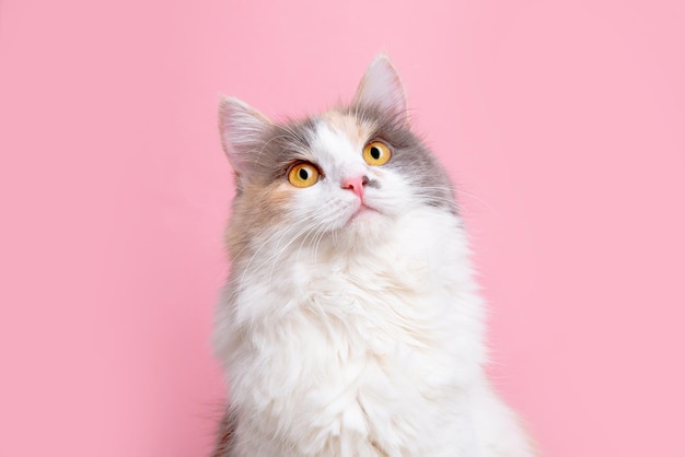 Portrait of a funny cute gray and white fluffy cat sitting on a pink background