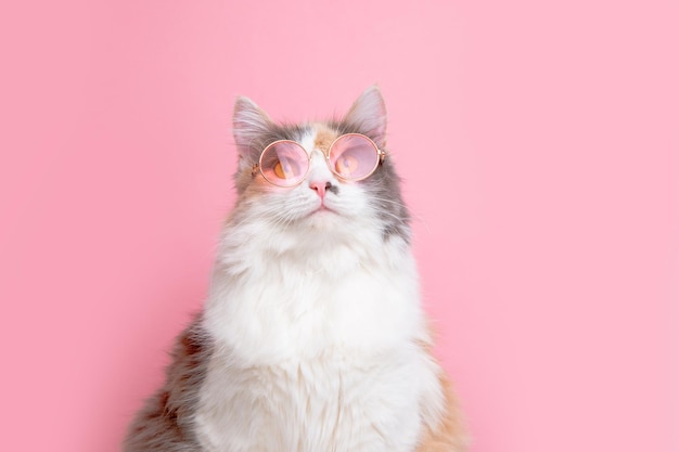 Portrait of a funny cute gray and white fluffy cat in sunny pink glasses lying on a pink background