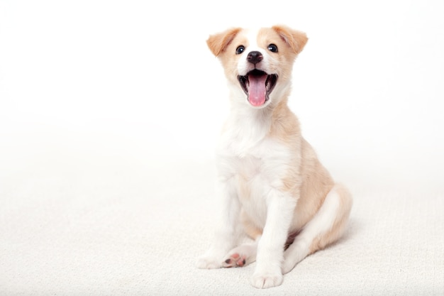 Photo portrait of a funny cute happy puppy with light hair on a white background