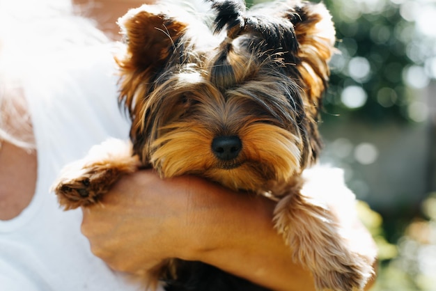 Portrait of a funny cute purebred dog Yorkshire terrier looking at camera outdoors Closeup woman loving hugging pet in nature front view Selective focus on the nose