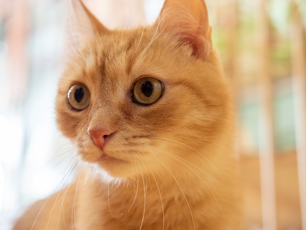 Портрет забавного милого рыжего кота. Крупный план, выборочный фокус, размытый фон. Домашние питомцы