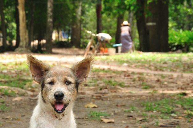 Портрет забавной собаки в Камбодже