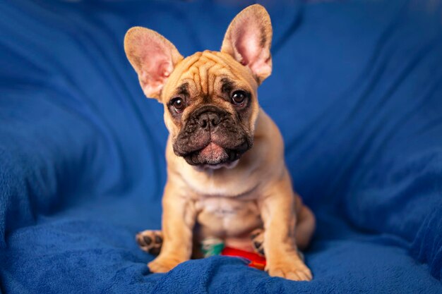 Портрет смешного щенка французского бульдога