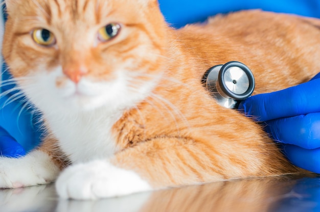 Portrait of a funny ginger cat on the table in the operating room. Veterinary medicine concept. Mixed media