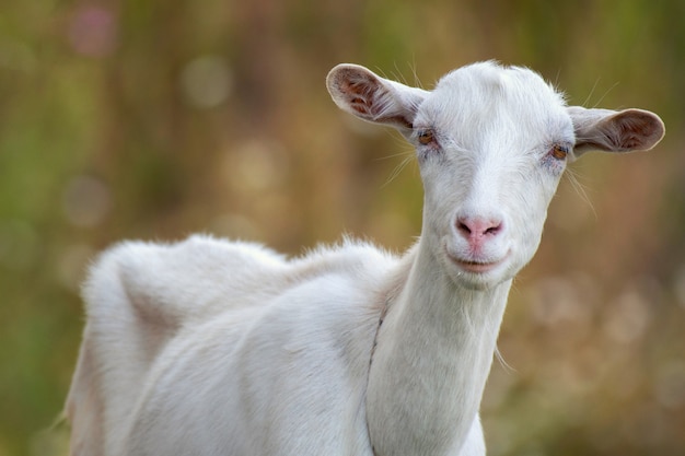 Portrait of a funny goat looking to a camera. Close Up