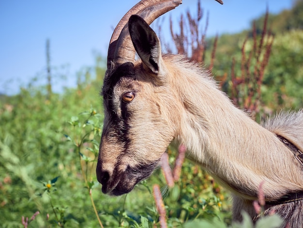 Portrait of a funny goat with horns