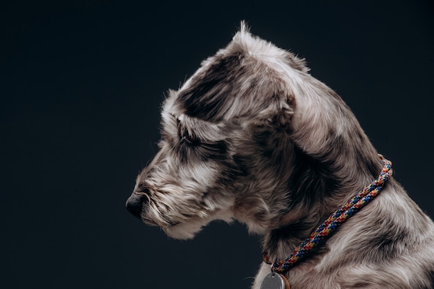 Photo portrait of a funny gray dog with multi-colored eyes