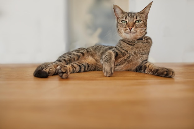 木製のテーブルの上に横たわっている変な格好のぶち猫の肖像画屋内の表面でリラックスした奇妙な表情の独善的なペットのローアングル待っている家で好奇心が強い茶色のドメスティックショートヘアの子猫