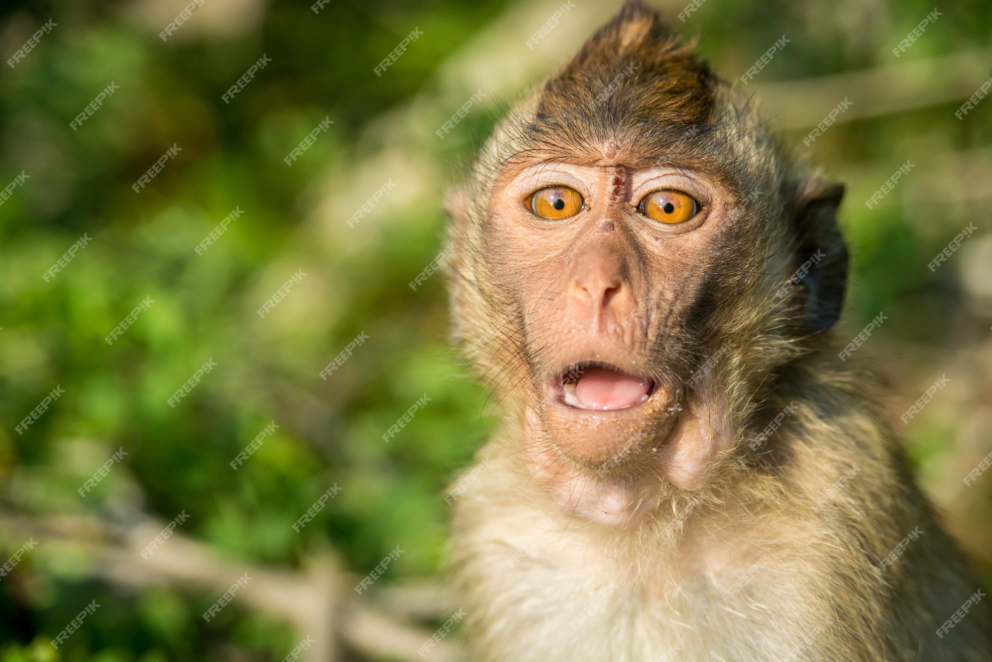 funny monkey face meme