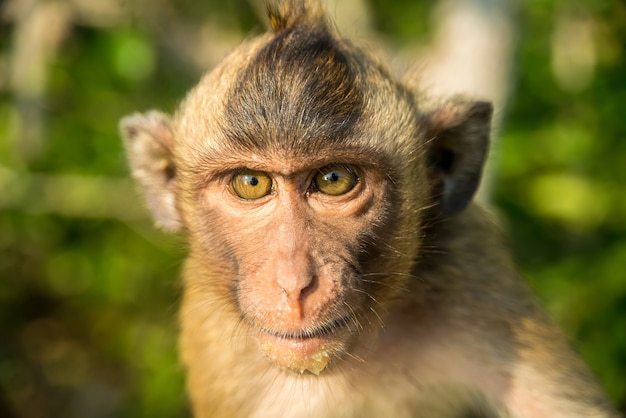 Portrait of funny monkey in the wild