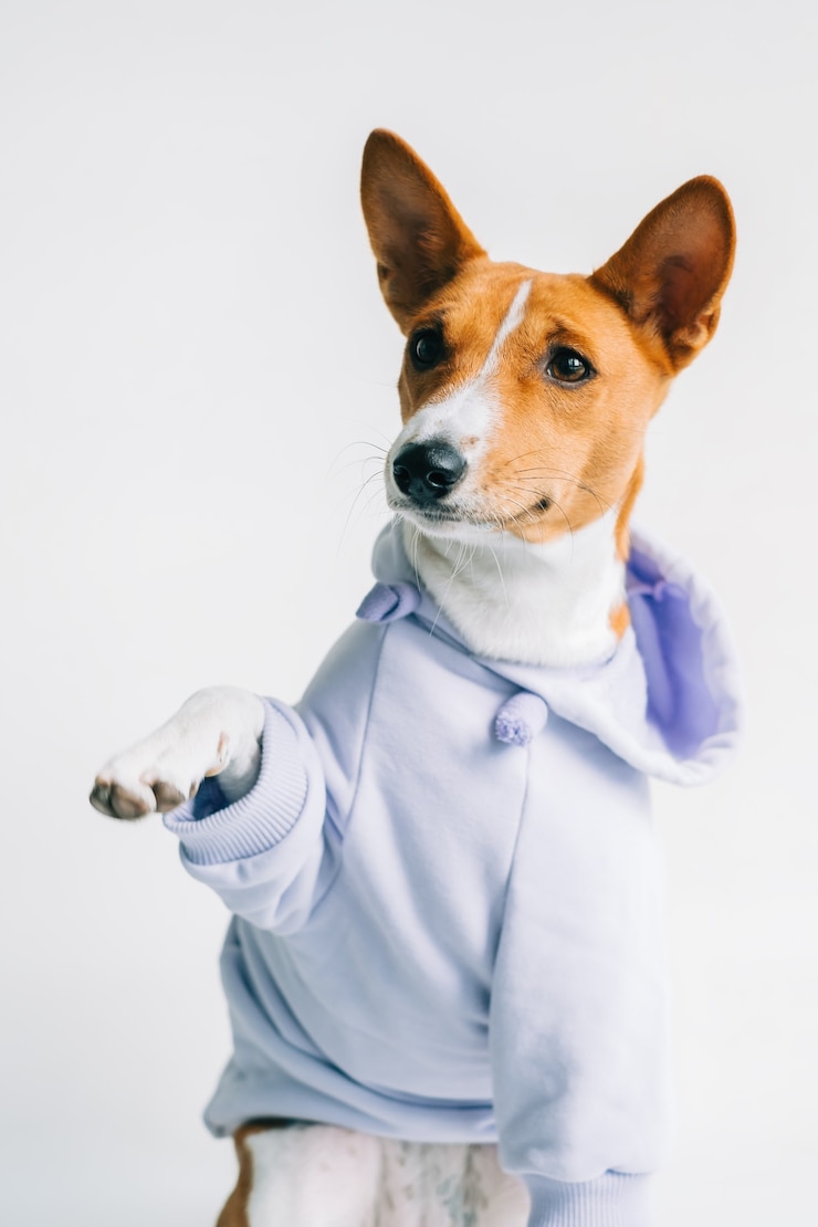 Photo portrait of funny red white basenji dog wearing hoodie and giving paw.