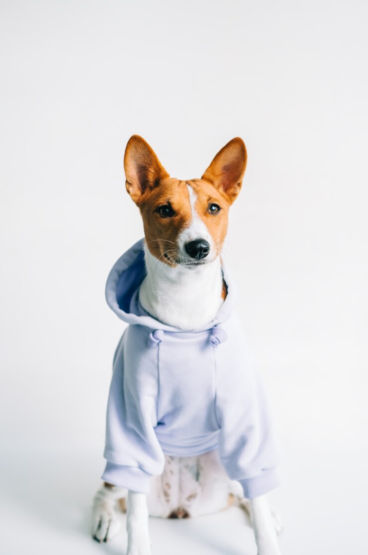 パーカーを着てカメラを見ている面白い赤白バセンジー犬の肖像画。
