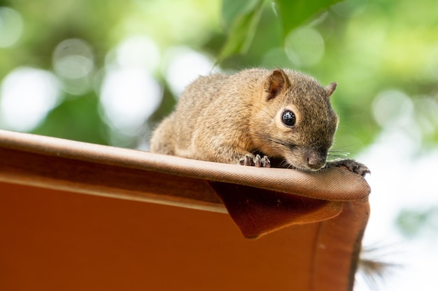 Portrait of a Funny squirrel