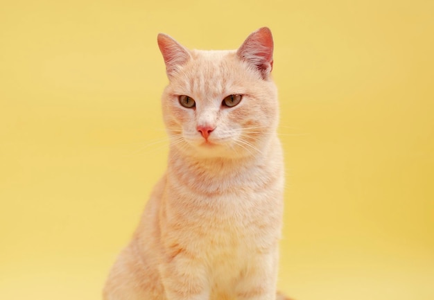 Portrait of funny striped cat in background in the studio Place to copy text Highlighted on solid yellow background Concept of pets