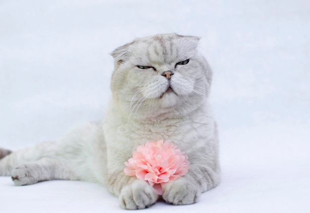 Portrait of a funny white British cat with blue eyes on a white background The concept of favorite pets