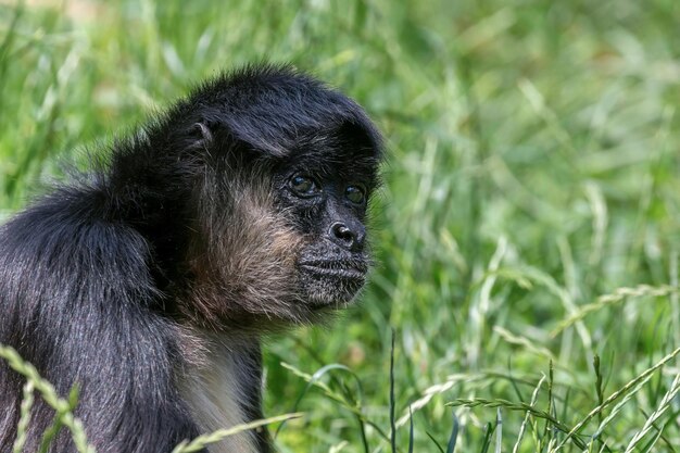 Geoffroy 거미 원숭이의 초상화 (Ateles geoffroyi) 검은 손 거미 원숭이