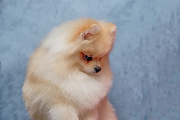 Portrait of a German Pomeranian in the studio on a gray wall. beautiful pomeranian haircut