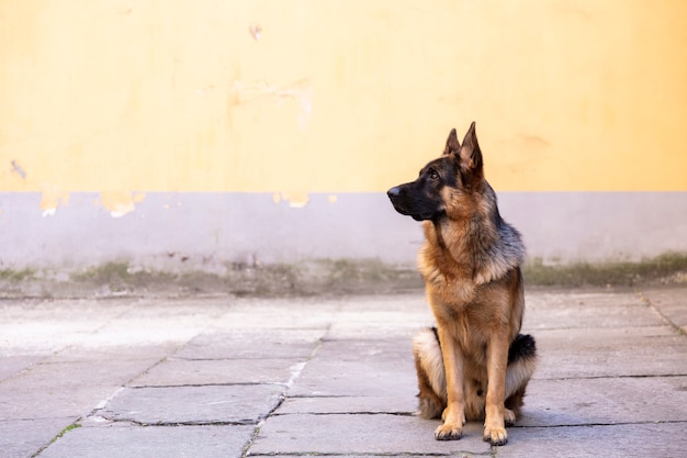 portrait of german shepherd in a courtyard