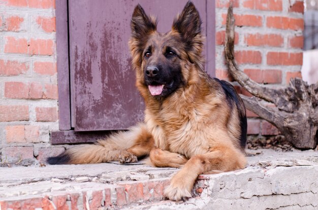 ジャーマンシェパード犬の肖像画。犬の頭のクローズアップ写真。