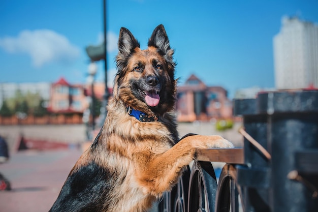 Photo portrait of a german shepherd dog. dog outdoor. purebred dog.