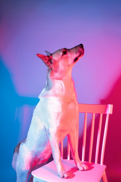 Portrait of german shepherd dog in gradient lighting