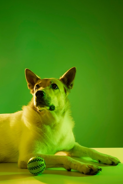 Portrait of german shepherd dog in gradient lighting