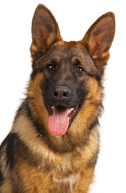 Portrait of a german shepherd dog isolated on white