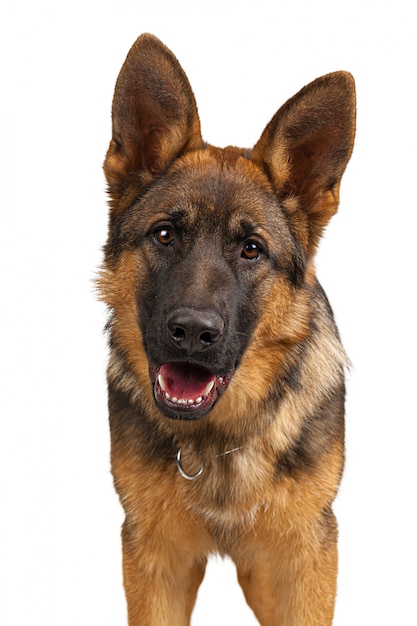 Portrait of a german shepherd dog isolated on white